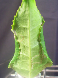 チャノホソガ（ホソガ）葉緑巻葉
